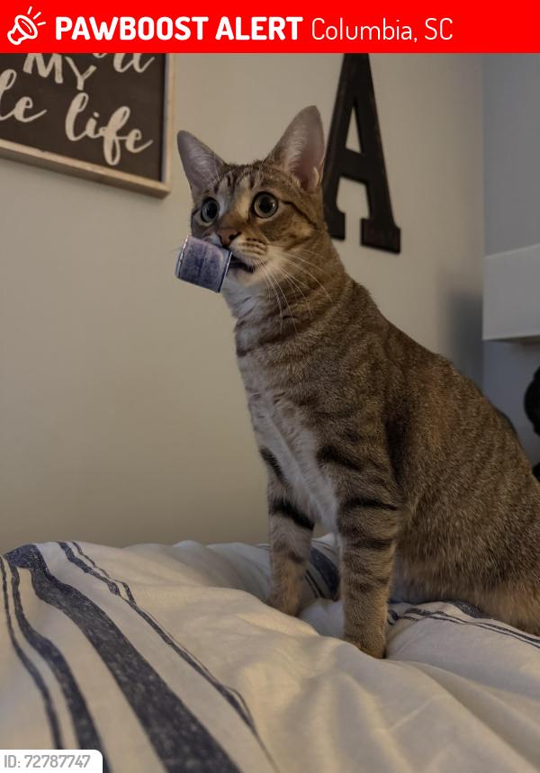 Lost Female Cat last seen N Trenholm Rd in Forest Acres by Beth Shalom synagogue , Columbia, SC 29206