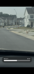 Found/Stray Male Dog last seen Buford way , Angier, NC 27501