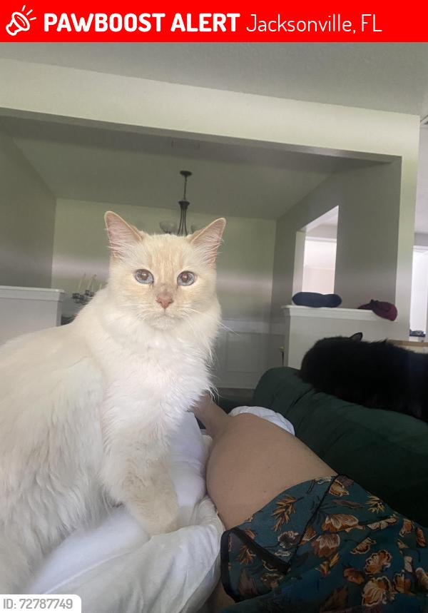 Lost Female Cat last seen Near Bramble Rd , Jacksonville, FL 32210