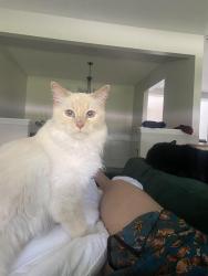 Lost Female Cat last seen Near Bramble Rd , Jacksonville, FL 32210