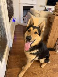 Found/Stray Male Dog last seen congressman ln Dallas , Dallas, TX 75220