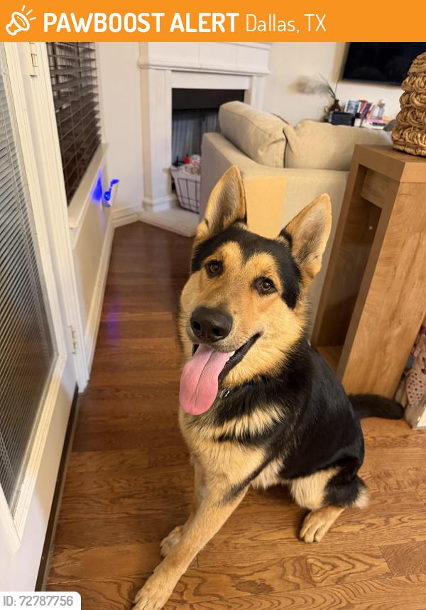 Found/Stray Male Dog last seen congressman ln Dallas , Dallas, TX 75220