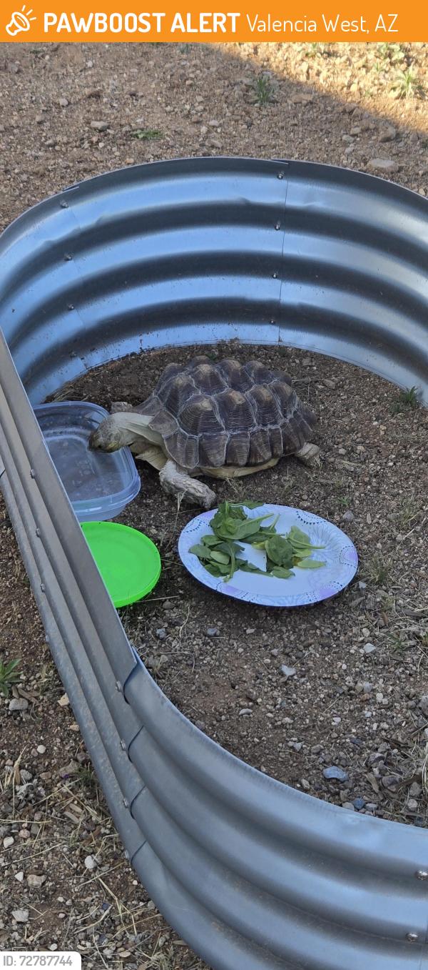 Found/Stray Unknown Reptile last seen Valencia Road and Victor Dr. , Valencia West, AZ 85757