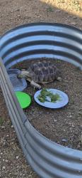 Found/Stray Unknown Reptile last seen Valencia Road and Victor Dr. , Valencia West, AZ 85757
