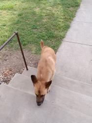 Found/Stray Unknown Dog last seen Hudson and Minneapolis , Wichita, KS 67211