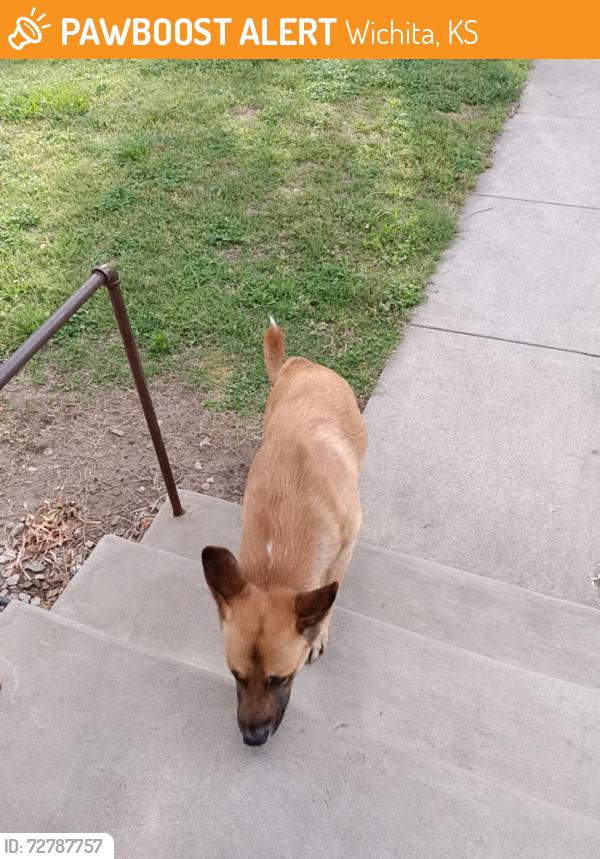 Found/Stray Unknown Dog last seen Hudson and Minneapolis , Wichita, KS 67211