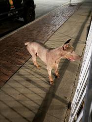 Found/Stray Male Dog last seen Baldwin Park boulevard near Yum Yum donuts , Baldwin Park, CA 91706