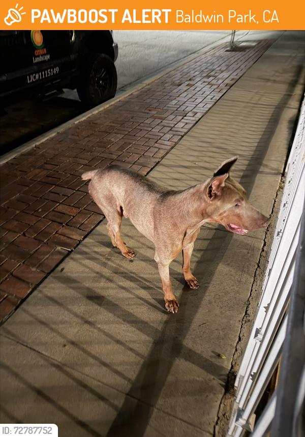 Found/Stray Male Dog last seen Baldwin Park boulevard near Yum Yum donuts , Baldwin Park, CA 91706