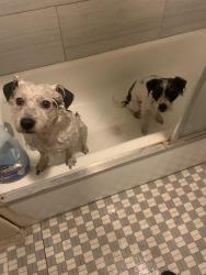 Lost Male Dog last seen Sayicoy st and laurel cyn, Los Angeles, CA 91605