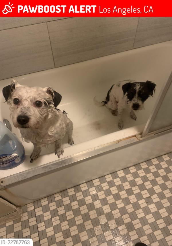 Lost Male Dog last seen Sayicoy st and laurel cyn, Los Angeles, CA 91605