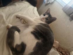Lost Female Cat last seen Near the real rail, Sand Springs, OK 74063