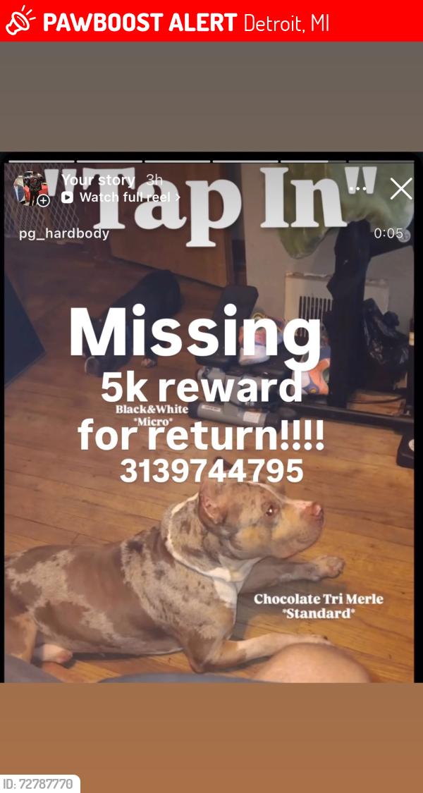 Lost Male Dog last seen Telegraph and 6 mile, Detroit, MI 48219