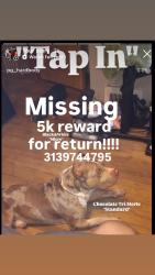 Lost Male Dog last seen Telegraph and 6 mile, Detroit, MI 48219