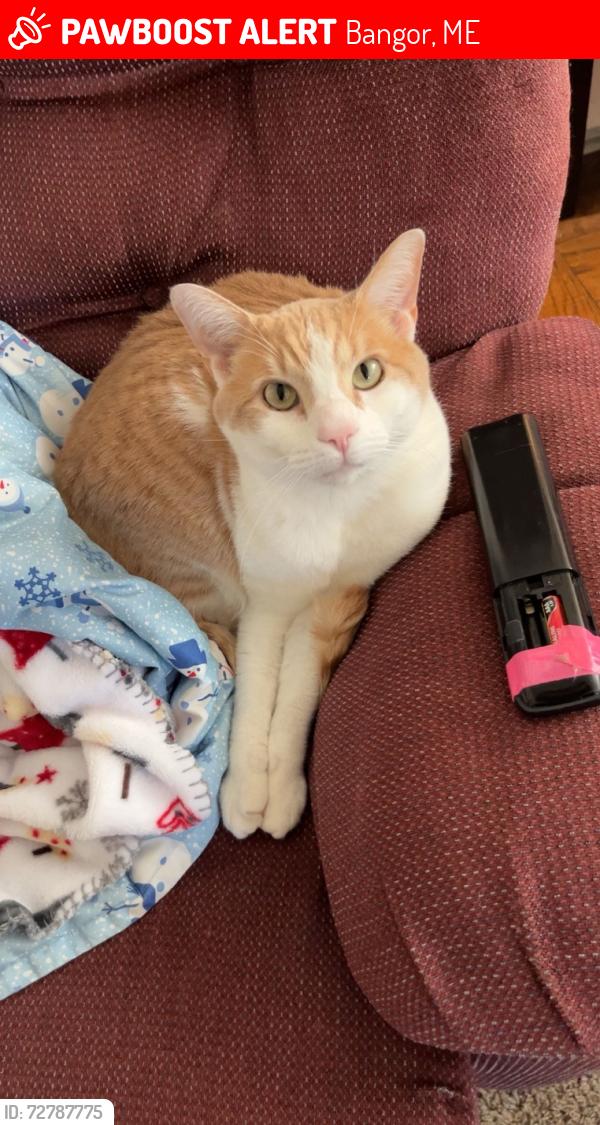 Lost Male Cat last seen Rangeley and blue hill, Bangor, ME 04401