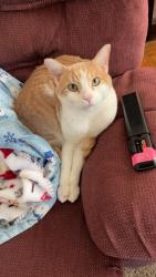 Lost Male Cat last seen Rangeley and blue hill, Bangor, ME 04401