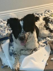 Lost Male Dog last seen Bay point , Bay Point, CA 94565