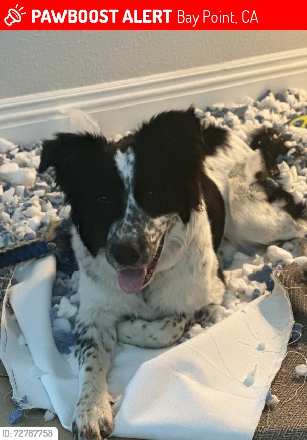 Lost Male Dog last seen Bay point , Bay Point, CA 94565
