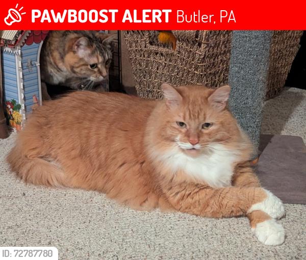 Lost Male Cat last seen Penn Dr, Three degree road, Butler, PA 16002