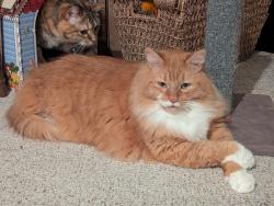 Lost Male Cat last seen Penn Dr, Three degree road, Butler, PA 16002