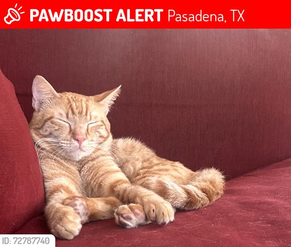 Lost Male Cat last seen Nations Dr. and France Ln., Pasadena, TX 77505