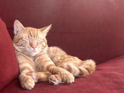 Lost Male Cat last seen Nations Dr. and France Ln., Pasadena, TX 77505