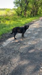 Found/Stray Female Dog last seen Between address seen roaming and campground cemetary, Terrell, TX 75160