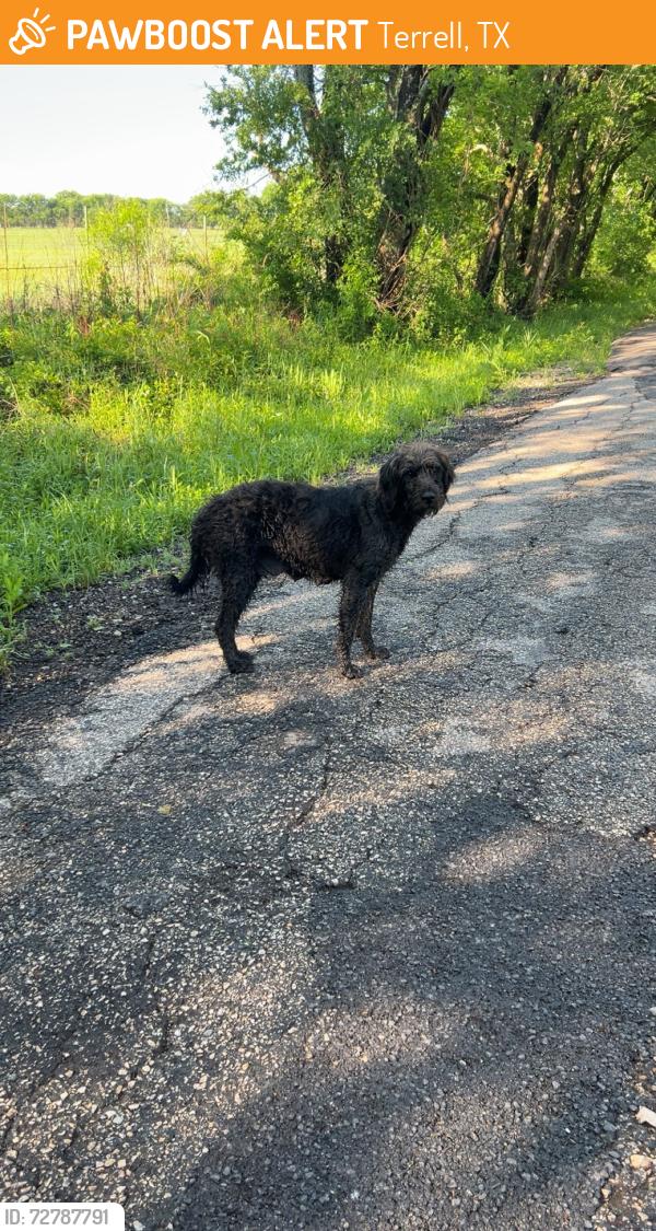 Found/Stray Female Dog last seen Between address seen roaming and campground cemetary, Terrell, TX 75160
