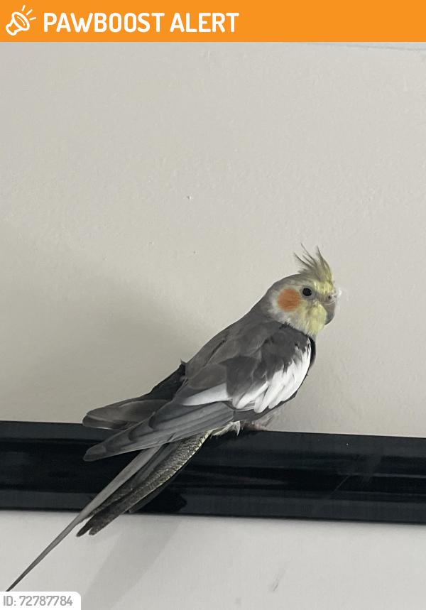 Found/Stray Unknown Bird last seen University & Oakland, Lauderdale-by-the-Sea, FL 33308
