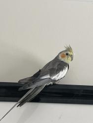 Found/Stray Unknown Bird last seen University & Oakland, Lauderdale-by-the-Sea, FL 33308