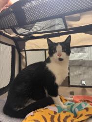 Found/Stray Male Cat last seen Broad rock and Walmsley, Richmond, VA 23224