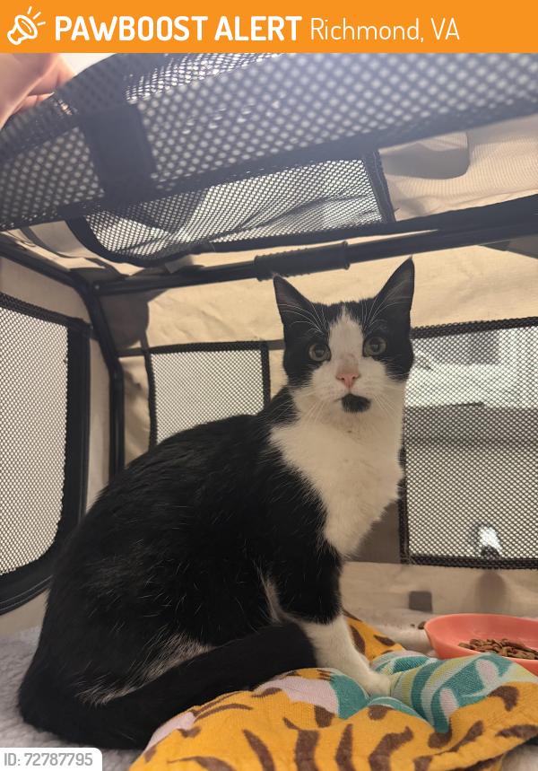 Found/Stray Male Cat last seen Broad rock and Walmsley, Richmond, VA 23224
