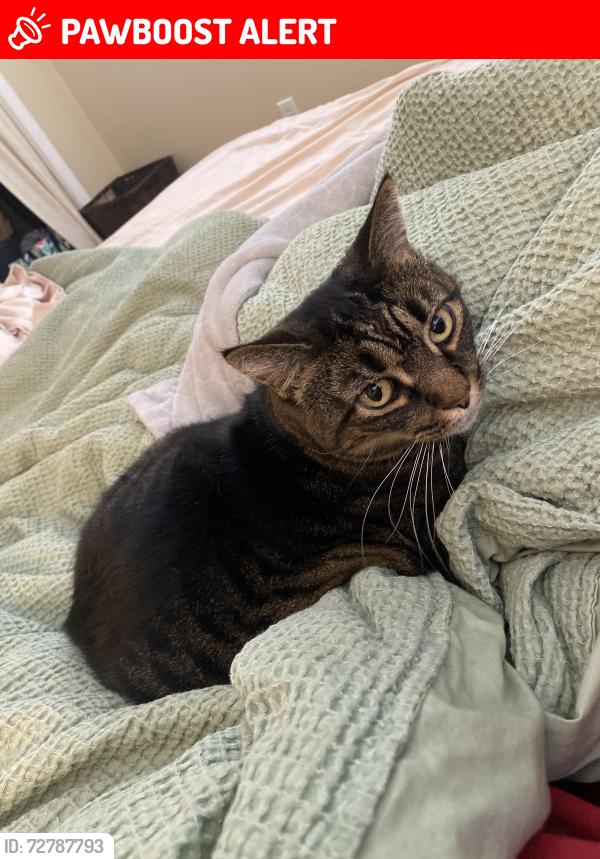 Lost Female Cat last seen Woodbrook rd, Plymouth Meeting, PA 19462