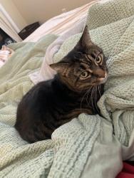 Lost Female Cat last seen Woodbrook rd, Plymouth Meeting, PA 19462