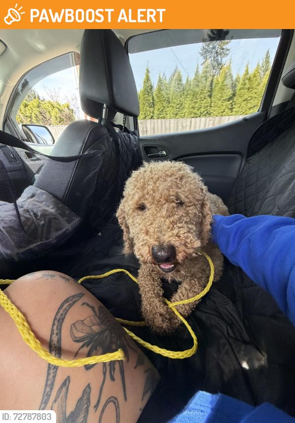Found/Stray Female Dog last seen Sleater Kinney NE and 26th Ave NE, Thurston County, WA 98516