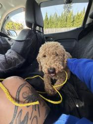 Found/Stray Female Dog last seen Sleater Kinney NE and 26th Ave NE, Thurston County, WA 98516