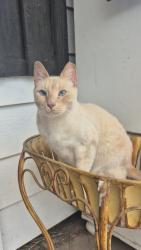 Lost Male Cat last seen N 113th ave and Connecticut, Youngtown, AZ 85363