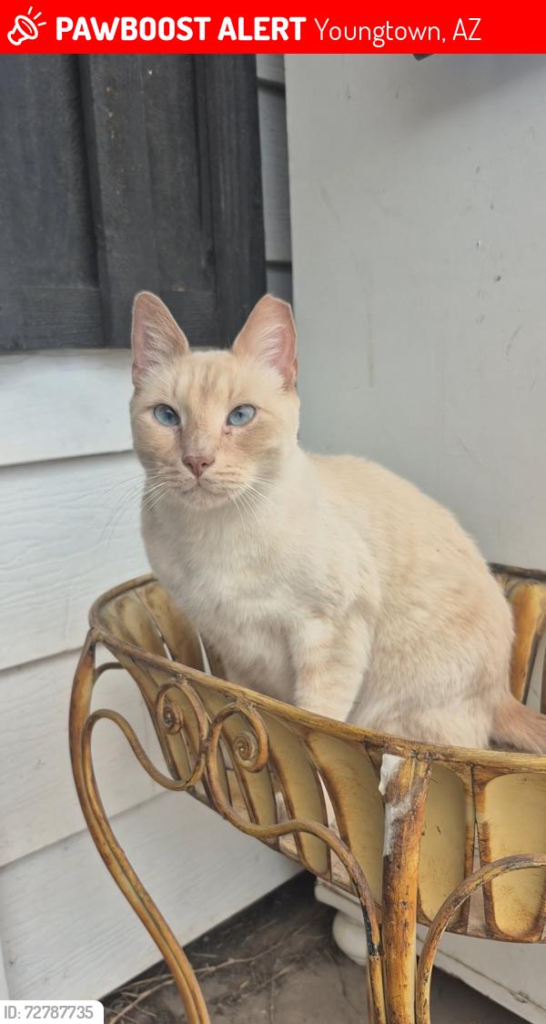 Lost Male Cat last seen N 113th ave and Connecticut, Youngtown, AZ 85363