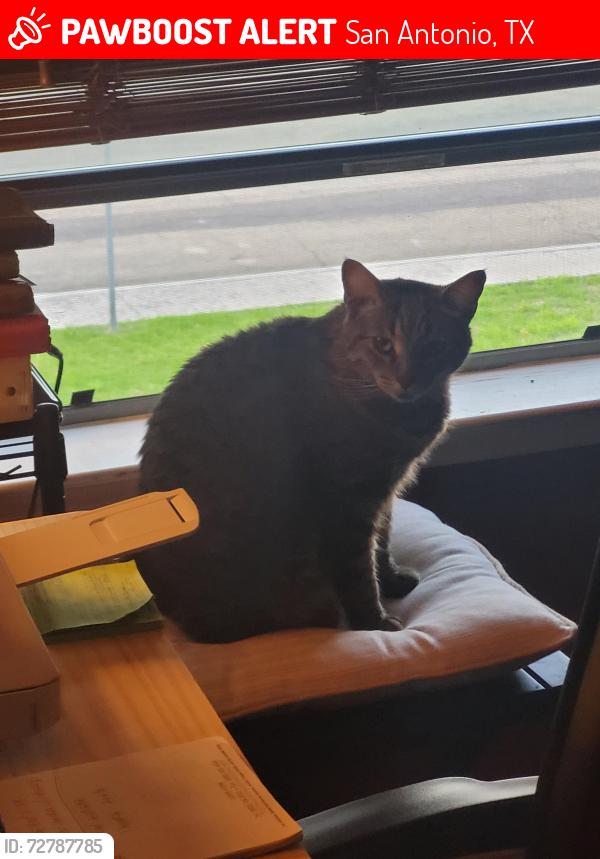 Lost Male Cat last seen Barbet Dr., San Antonio, TX 78213