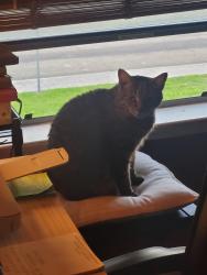 Lost Male Cat last seen Barbet Dr., San Antonio, TX 78213