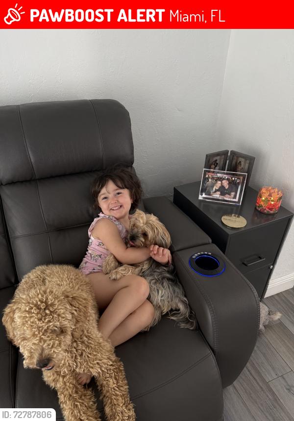 Lost Female Dog last seen Near sw 48 st, Miami, FL 33165