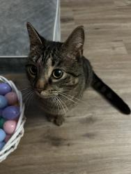 Found/Stray Male Cat last seen Wings and rings in ord, Milford, OH 45150