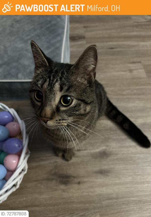Found/Stray Male Cat last seen Wings and rings in ord, Milford, OH 45150