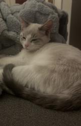 Lost Female Cat last seen 2nd / Pomona St, Crockett, CA 94525