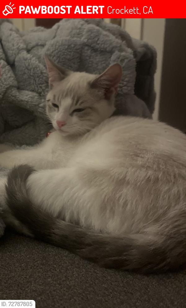 Lost Female Cat last seen 2nd / Pomona St, Crockett, CA 94525