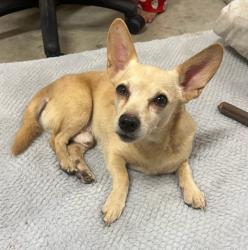 Found/Stray Male Dog last seen Mulholland Drive, Lathrop, CA 95330