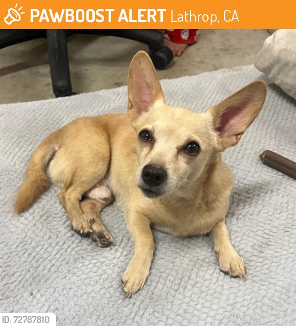 Found/Stray Male Dog last seen Mulholland Drive, Lathrop, CA 95330