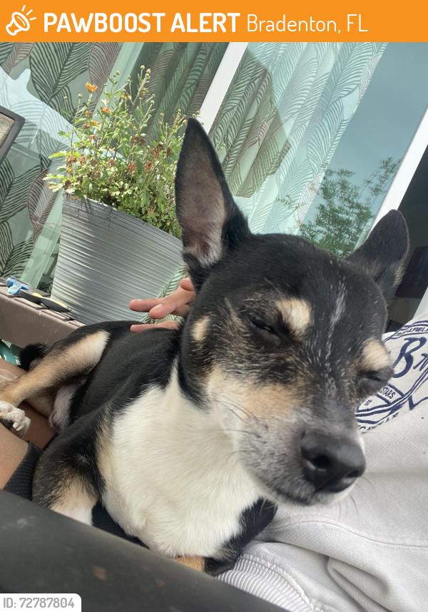 Found/Stray Male Dog last seen On my driveway at 2am, Bradenton, FL 34208