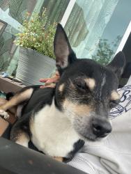 Found/Stray Male Dog last seen On my driveway at 2am, Bradenton, FL 34208