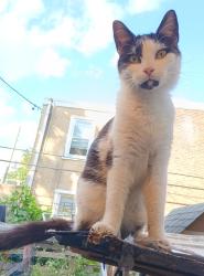 Lost Male Cat last seen E Tioga St & Venango St, Philadelphia, PA 19134