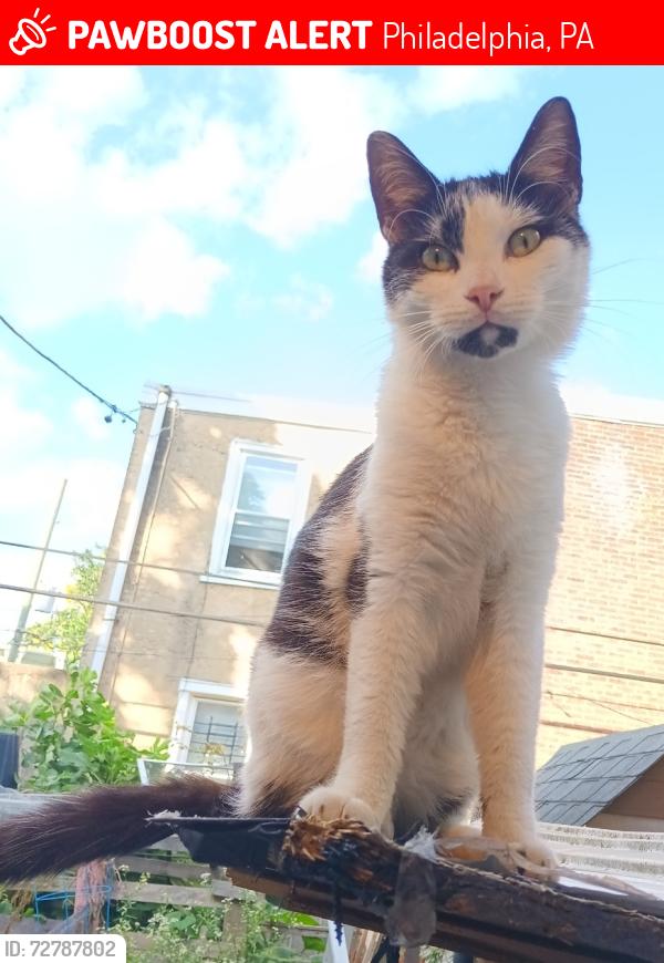 Lost Male Cat last seen E Tioga St & Venango St, Philadelphia, PA 19134